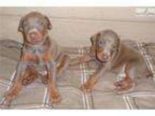 Doberman Pinscher Puppy for sale in Wilkes Barre, PA, USA