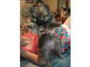 Pomeranian Puppy for sale in Saint Hedwig, TX, USA