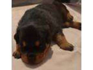 Rottweiler Puppy for sale in Prescott, AZ, USA