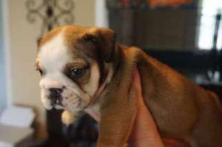Bulldog Puppy for sale in Stedman, NC, USA