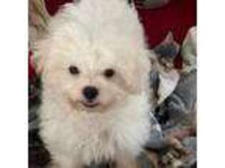 Maltese Puppy for sale in Sarasota, FL, USA