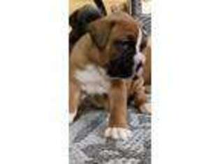 Boxer Puppy for sale in Papillion, NE, USA