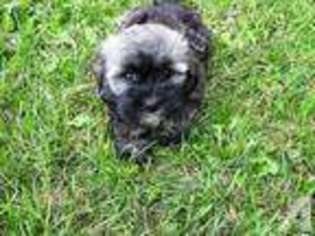 Havanese Puppy for sale in PERHAM, MN, USA