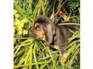 Bloodhound Puppy for sale in Toccoa, GA, USA