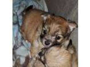 Maltipom Puppy for sale in Cornville, ME, USA