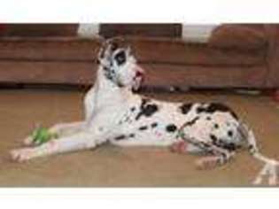 Great Dane Puppy for sale in YOUNGSTOWN, FL, USA