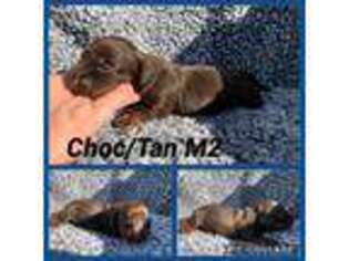 Dachshund Puppy for sale in Monroe, ME, USA