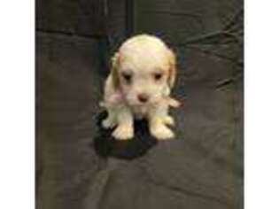 Cavapoo Puppy for sale in Spruce Pine, AL, USA
