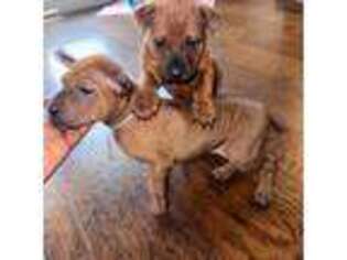 Mutt Puppy for sale in Palmdale, CA, USA