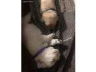 Labrador Retriever Puppy for sale in Moreno Valley, CA, USA