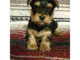 Yorkshire Terrier Puppy for sale in DAISY, OK, USA