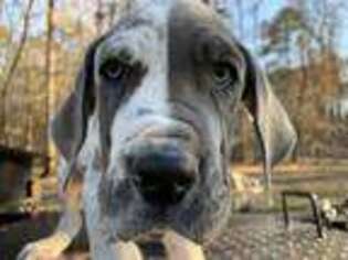Great Dane Puppy for sale in Apex, NC, USA
