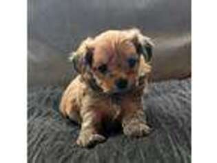 Mutt Puppy for sale in Albertville, MN, USA