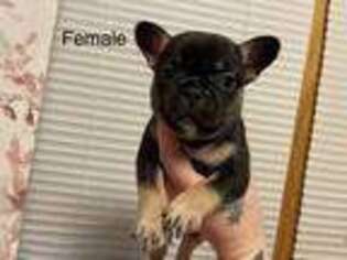 French Bulldog Puppy for sale in Hampton, MN, USA