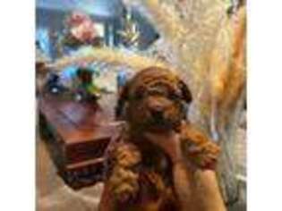 Mutt Puppy for sale in Monterey Park, CA, USA