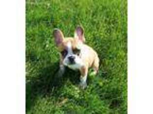 French Bulldog Puppy for sale in Huntley, IL, USA