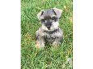 Mutt Puppy for sale in OGDEN, UT, USA