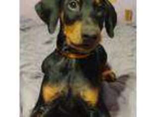 Doberman Pinscher Puppy for sale in Browns Mills, NJ, USA