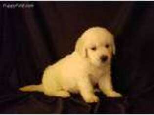 Golden Retriever Puppy for sale in Louisa, VA, USA