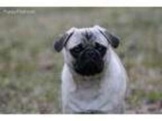 Pug Puppy for sale in Ocean Springs, MS, USA