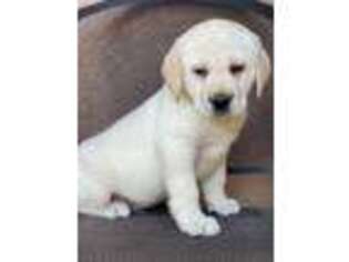 Labrador Retriever Puppy for sale in Stockton, CA, USA