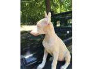 Medium Photo #1 Doberman Pinscher Puppy For Sale in Unknown, USA