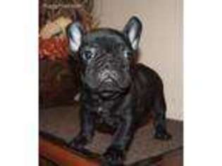 French Bulldog Puppy for sale in Beulaville, NC, USA