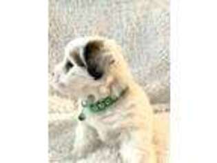 Coton de Tulear Puppy for sale in Naples, FL, USA