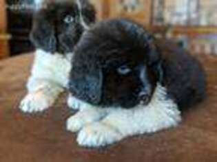 Newfoundland Puppy for sale in Terre Haute, IN, USA