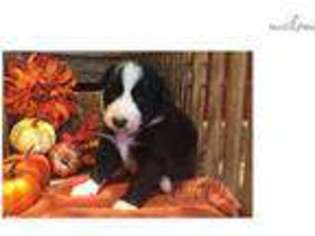 Border Collie Puppy for sale in Joplin, MO, USA