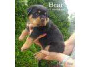 Rottweiler Puppy for sale in Union Grove, WI, USA