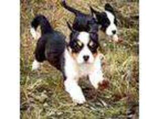 Cardigan Welsh Corgi Puppy for sale in Corvallis, MT, USA