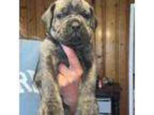 Cane Corso Puppy for sale in London, OH, USA