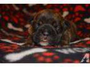 Bulldog Puppy for sale in FOLSOM, CA, USA