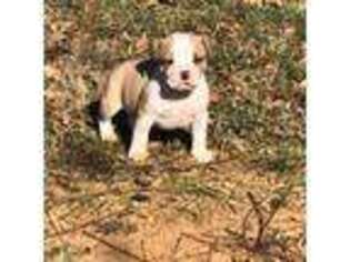 American Staffordshire Terrier Puppy for sale in Covington, GA, USA