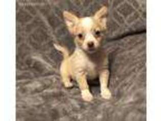 Chihuahua Puppy for sale in Fort White, FL, USA
