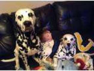 Dalmatian Puppy for sale in VALLEY GROVE, WV, USA