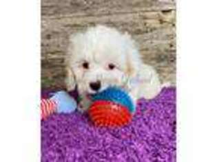 Cavachon Puppy for sale in Bokchito, OK, USA