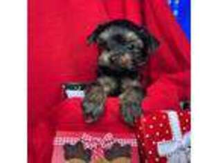 Yorkshire Terrier Puppy for sale in Nampa, ID, USA