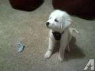 Great Pyrenees Puppy for sale in CHICO, CA, USA