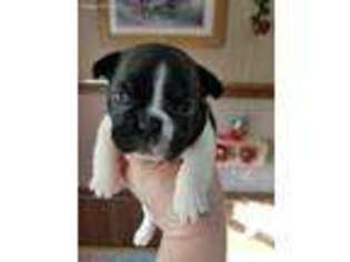 French Bulldog Puppy for sale in Hillsboro, OH, USA