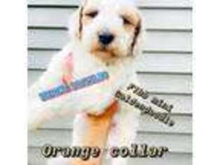 Goldendoodle Puppy for sale in Ishpeming, MI, USA
