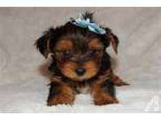 Yorkshire Terrier Puppy for sale in TIFTON, GA, USA