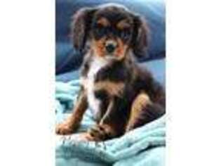 Cavalier King Charles Spaniel Puppy for sale in Rochester, IN, USA