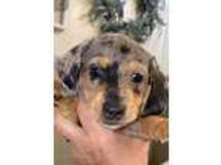 Dachshund Puppy for sale in Frankfort, IN, USA