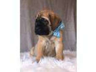 Mastiff Puppy for sale in WALHONDING, OH, USA