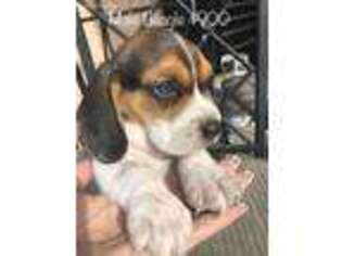 Beagle Puppy for sale in Perris, CA, USA