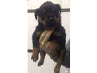 Rottweiler Puppy for sale in Dunnville, KY, USA