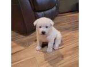 Akita Puppy for sale in Harrisonburg, VA, USA
