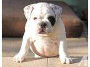 Bulldog Puppy for sale in ADKINS, TX, USA